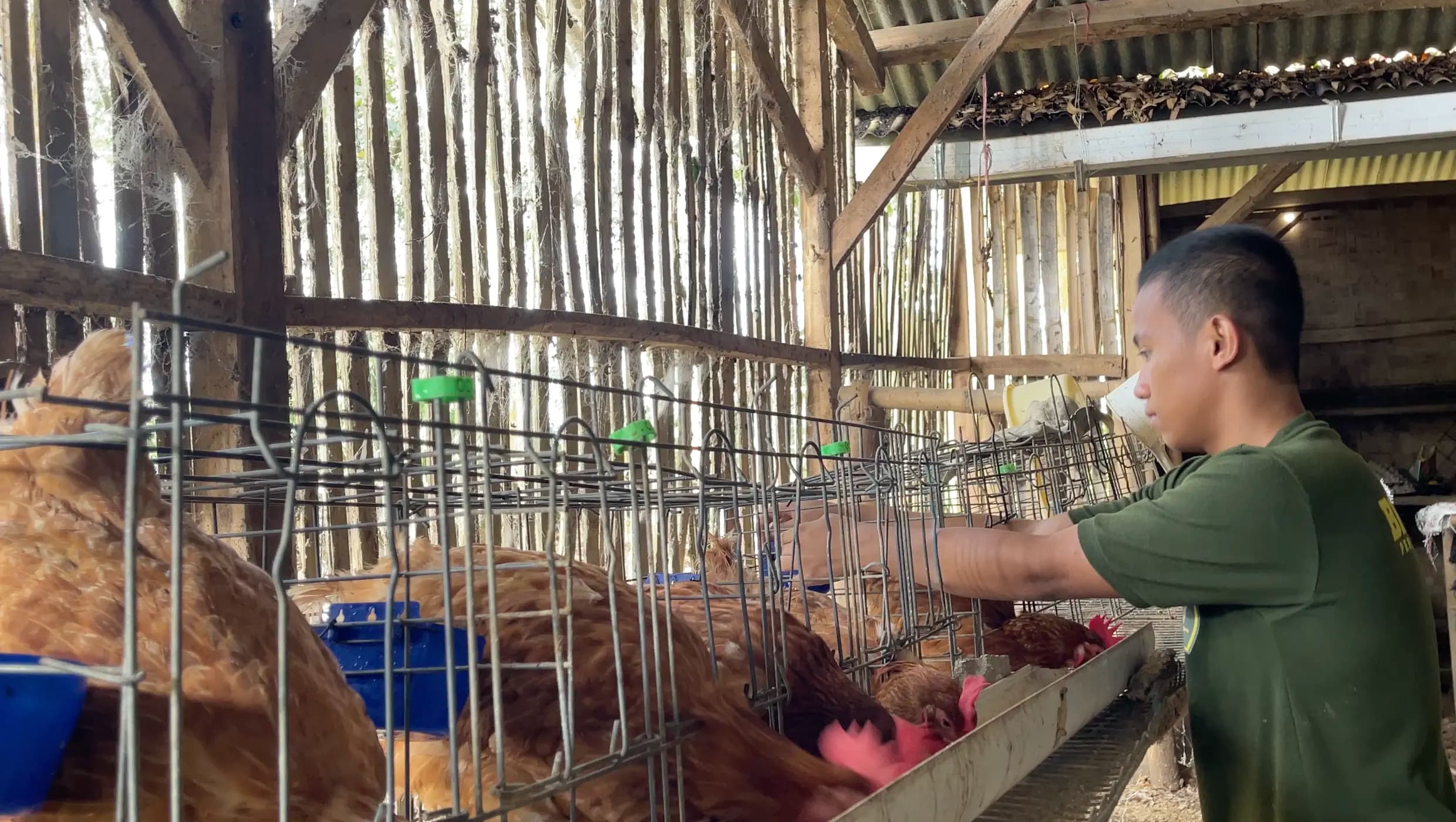 Agro Farming & Peternakan Modern